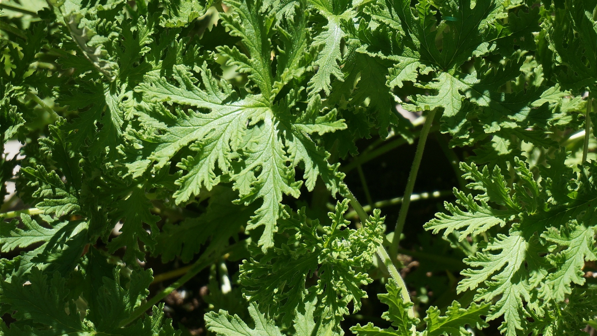 The weed, Parthenium hysterophorus, provides insights into how plants handle abiotic stress